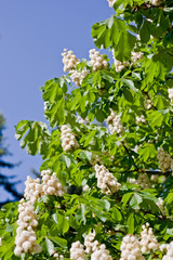 Chestnut flowers with leaves