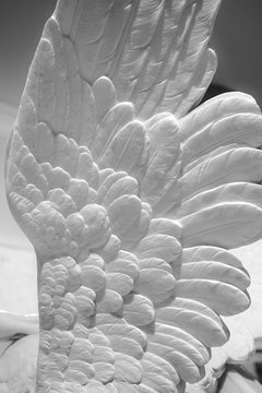 Wing. A closed up details of marble wing processed in black and white.