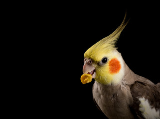 Cockatiel, Male Cinnamon cockatiel bird, eating corn, close up isolated on black background.