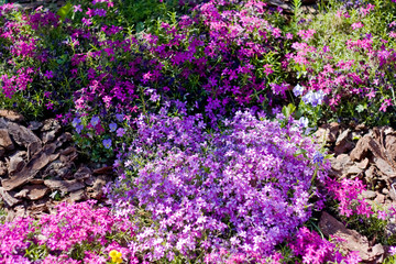 Naklejka premium Violet flowers in spring
