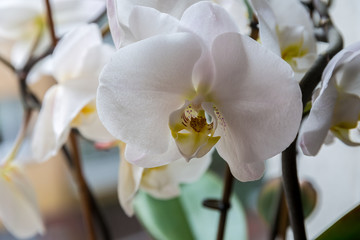 white orchid