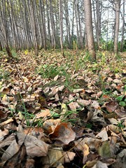 Autumn forest with yellow leaves