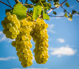 Chardonnay Grapes on Vine in Vineyard, South Tyrol, Italy. Chardonnay is a green-skinned grape...