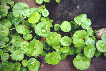 Asiatic growing on the garden