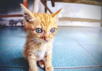 Kitten cat close up for photograph