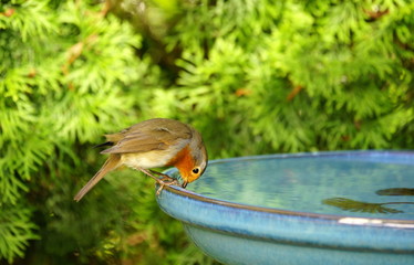 Garten,Rotkehlchen,Vogeltränke