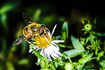 bee pollinates flower Erigeron in the botanical garden, background macro photo