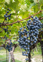 Fototapeta premium Lagrein grape variety. Lagrein is a red wine grape variety native to the valleys of South Tyrol, northern italy. Guyot Vine Training System