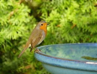Garten,Rotkehlchen,Vogeltränke