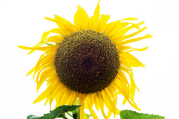 Sunflower isolated on white background