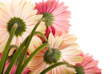 Bouquet of Pink Gerbera Daisies
