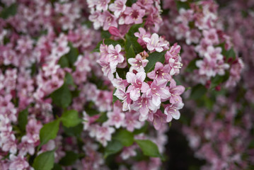 Weigela