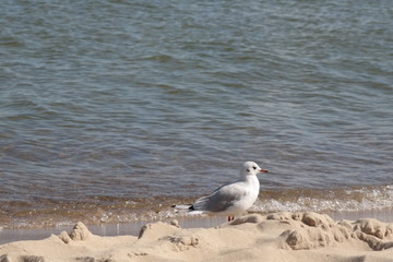 a seagull at the coast of usedom in the baltic sea