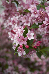 Weigela