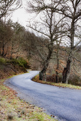 CARRETERA ZIG ZAG ÁRBOLES