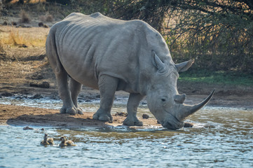 Fototapeta premium A cute white bull rhino drinking water in Makorwane dam hide in PIlanesberg north west province south africa