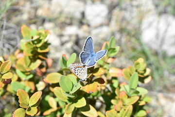 Papillons azure