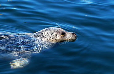 Fototapeta premium Seal in the water. Vancouver Island, Canada.
