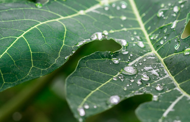 rain water drops on the green leaf for a background
