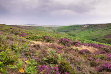 Fototapeta premium Wrzosowiska Yorkshire