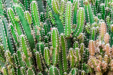 Little Cactus plant for the background