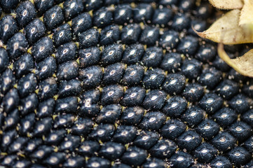 Spiral pattern in the center of beautiful sunflower. Macro sunflower detail. Close-up of sunflower seeds. Soft focus.