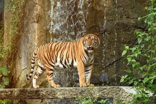 Indochinese Tiger standing in front of waterfall; Panthera tigris corbetti coat is yellow to light orange with stripes ranging from dark brown to black