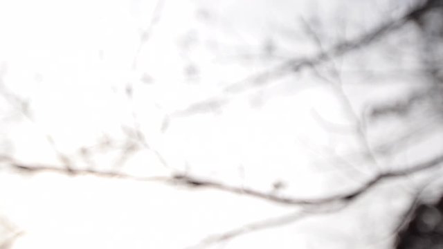 Winter Tree branches rack focus in and out