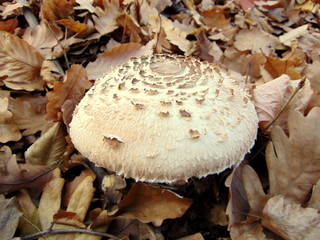 mushroom in forest