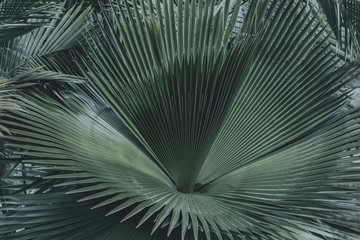 Obraz premium Green palm leaves or coconut fronds background of the tropical natural which has jungle green foliage. Texture for creative layout made of leaf nature.