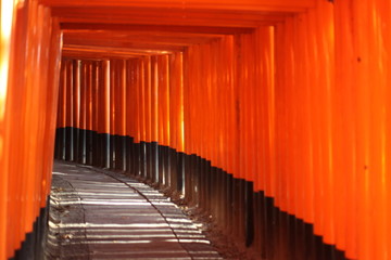 tori gate in kyoto