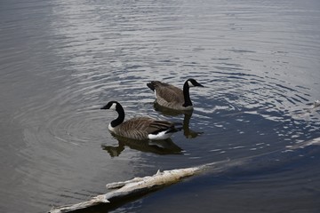 Canadian geese on lake