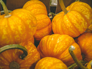 Harvest time pumpkins