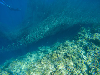 Sardine colony and diver in open sea water. Massive fish school underwater photo. Pelagic fish swimming in seawater.