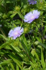 Stokes aster