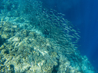Sardine shoal and coral reef in open sea water. Massive fish school underwater photo. Pelagic fish school swimming