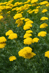 Gold plate yarrow