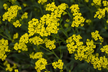 Żółte kwiaty