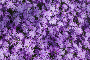 Różowe kwiaty © Asfodel