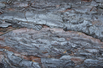 Abstract Background.Wooden Texture.Cropped Shot Of A Textured Background. Tree Background. Crack Tree Texture. Nature Texture Background.
