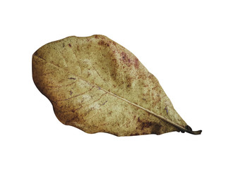 single dried leaf on white background
