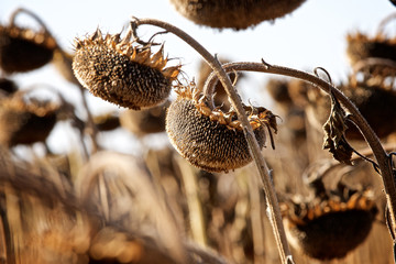 ripe sunflower on the field