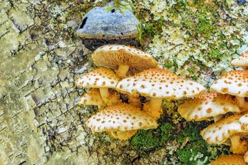 Clump of wild mushrooms growing on a tree. Bumpy brown and white mushrooms grow vertical on the bark. Gills and spikes are shown