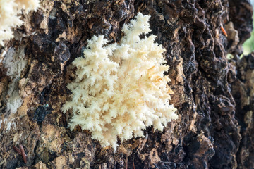 Unusual white fungus growing on live tree trunk in Northern Wisconsin, USA