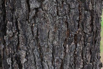 Naklejka premium tree bark textures