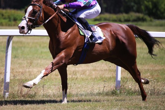Pferderennen (Galopp)