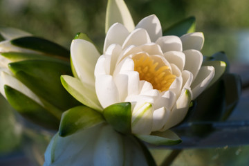 Beautiful, soft focus bouquet of water lilies on a green background. White flowers with yellow center, large petals and green leaves.