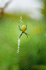 Banded Garden Spider