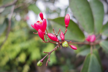 Flower bloom close up 
