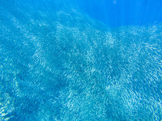 Small sardine carousel in open sea water. Massive fish school underwater photo. Pelagic fish school swimming in seawater